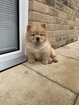 Extra Chaming Chow Chow Puppies