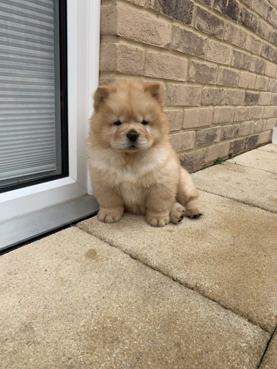 Extra Chaming Chow Chow Puppies