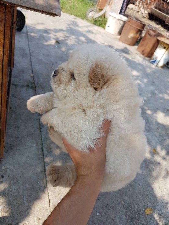 Extra Chaming Chow Chow Puppies