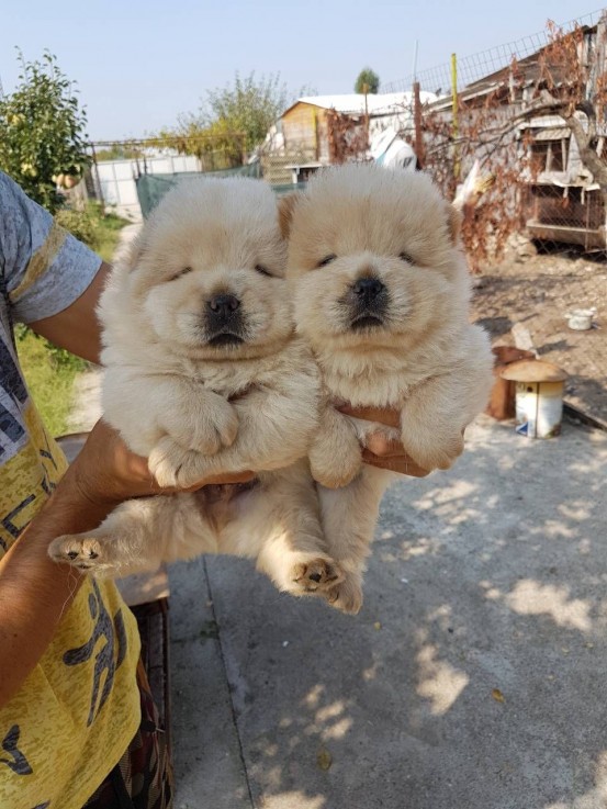 Extra Chaming Chow Chow Puppies