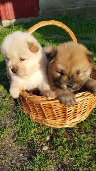 Extra Chaming Chow Chow Puppies