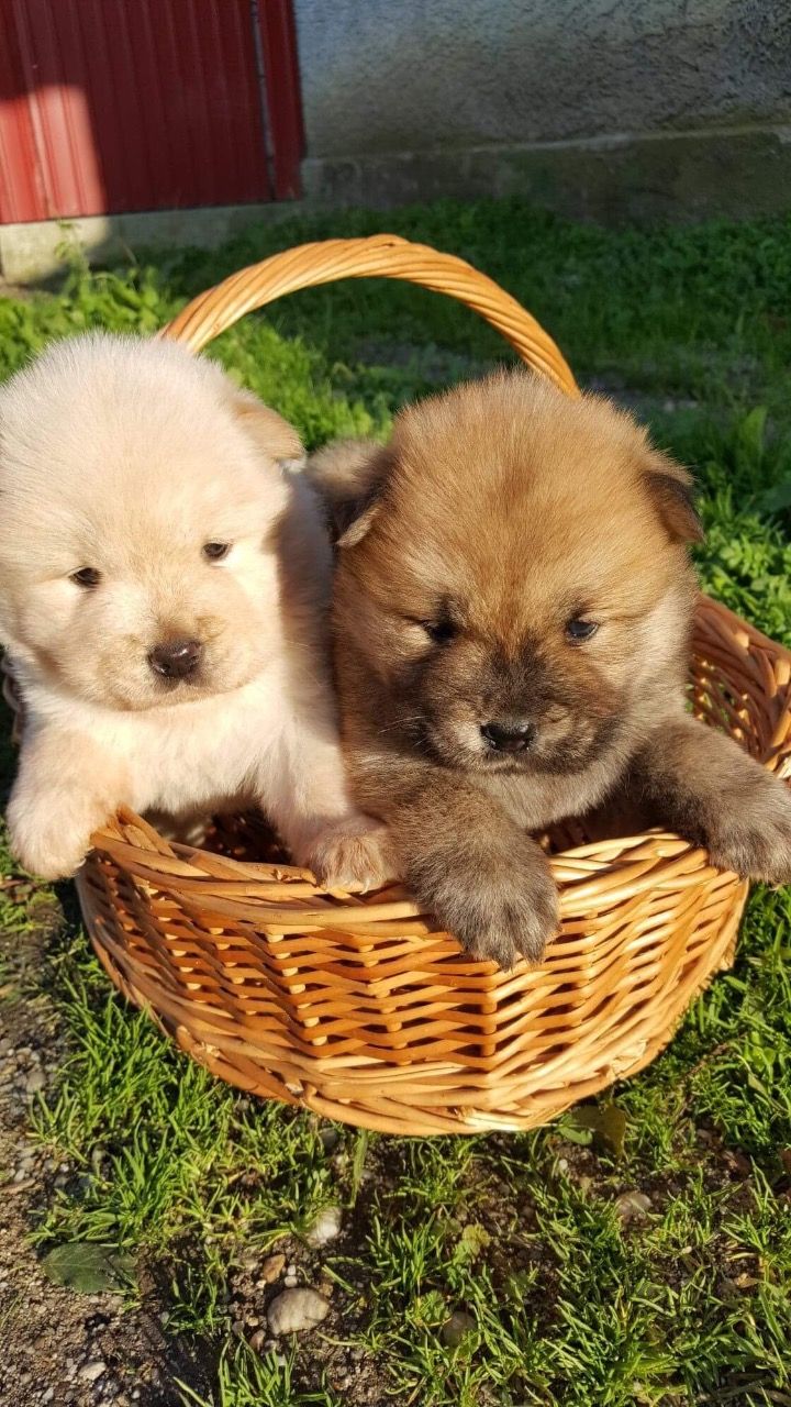 Extra Chaming Chow Chow Puppies