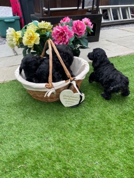 Healthy Cockapoo Puppies ready to go now