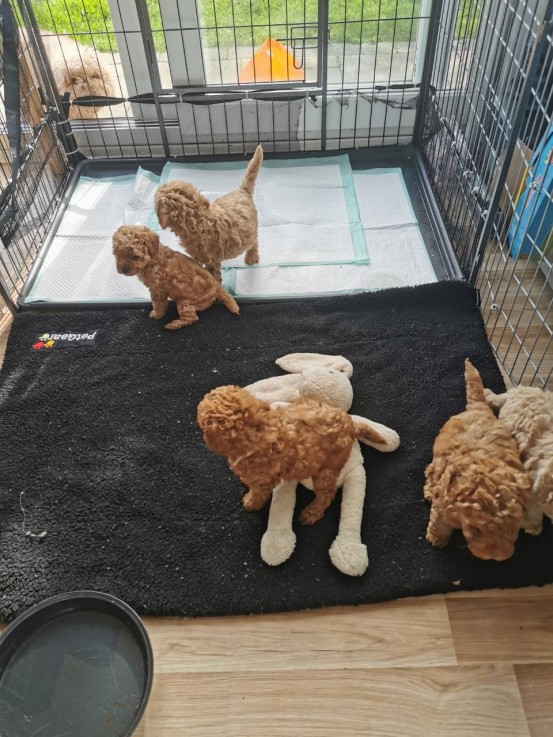 Healthy Cockapoo Puppies ready to go now