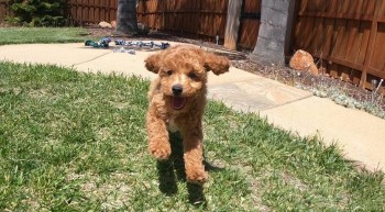 Beautiful  Poodle Puppies