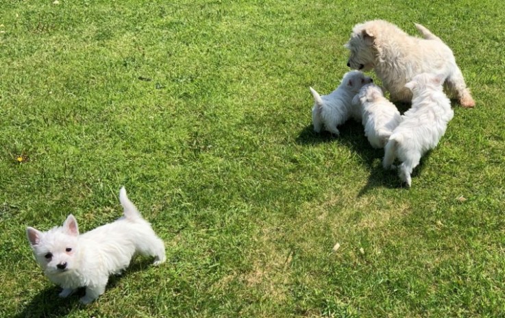 West Highland Terrier  Puppies