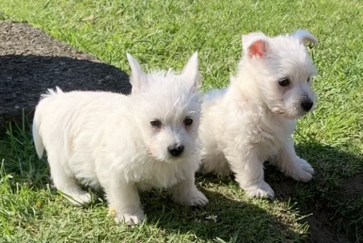 West Highland Terrier  Puppies