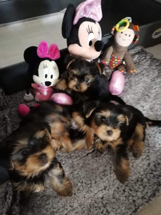 Beautiful Yorkshire Terrier puppies 