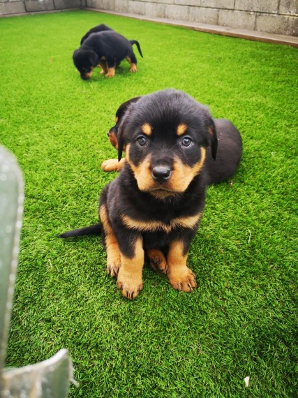 Rottweilers Puppies