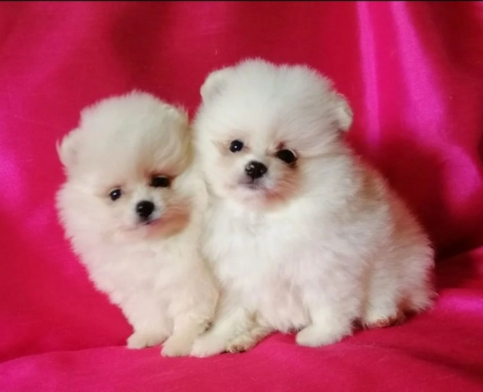 Pomeranian Puppies  