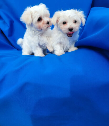 Adorable Maltese Puppies