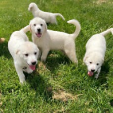 Gorgeous Golden Retriever Puppies