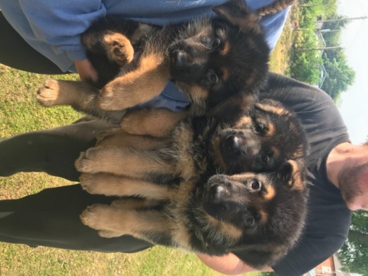 German Shepard Puppies