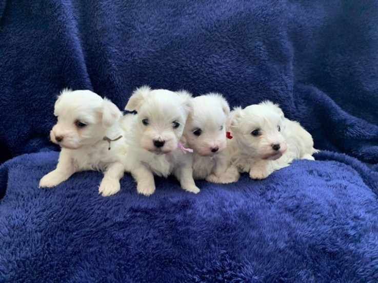 Bichon Puppies