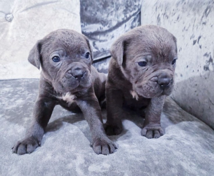 Cane Corso  Puppies