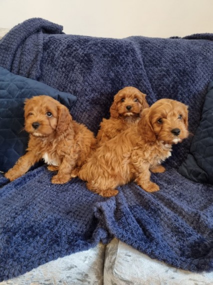 Cavapoo Puppies 