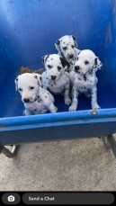 Stunning Dalmatian Puppies