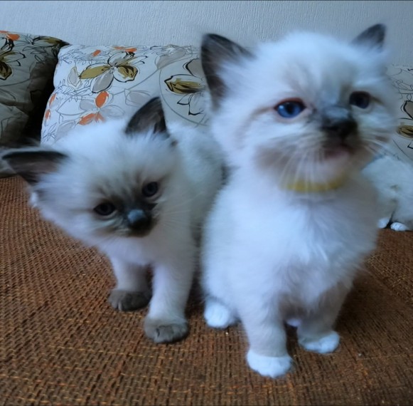  Blue Ragdoll kitten  