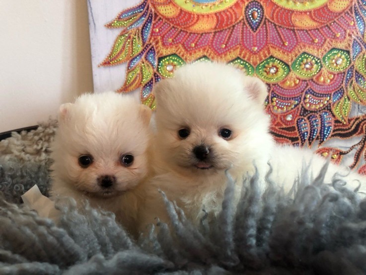 Pomeranian  puppies 