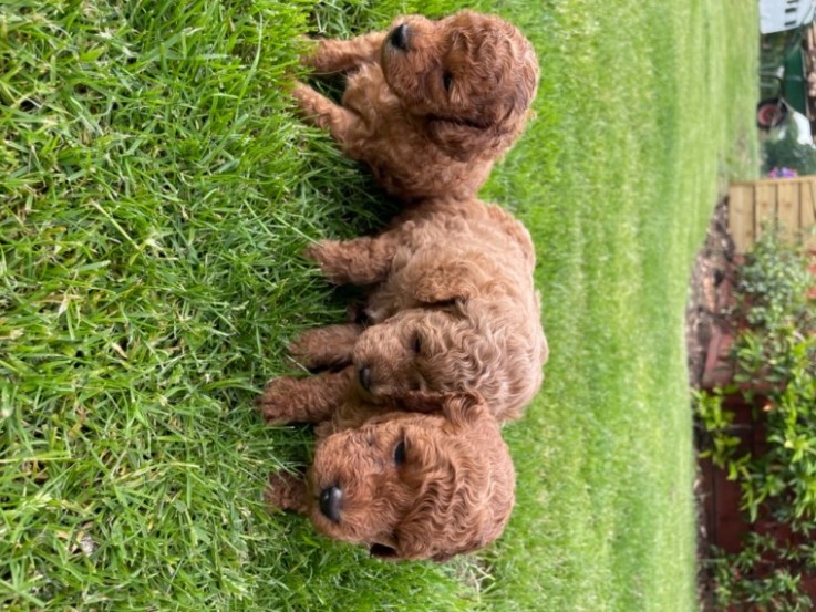 Toy Poodle puppies 