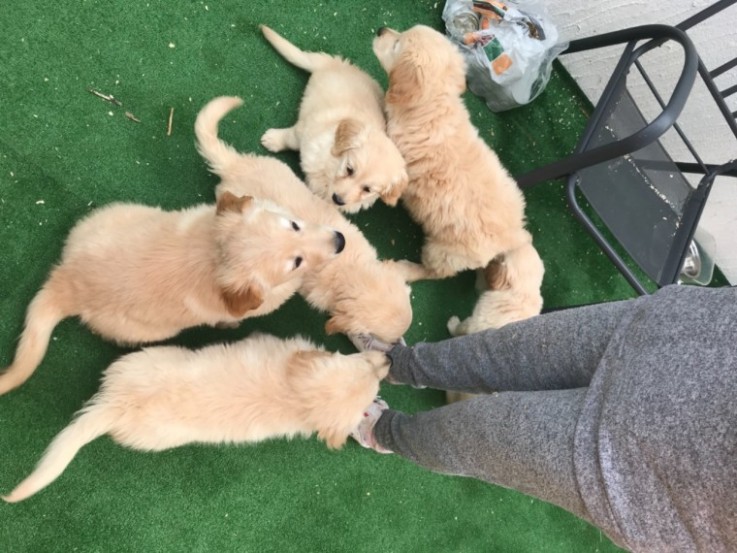 Adorable Golden Retriever