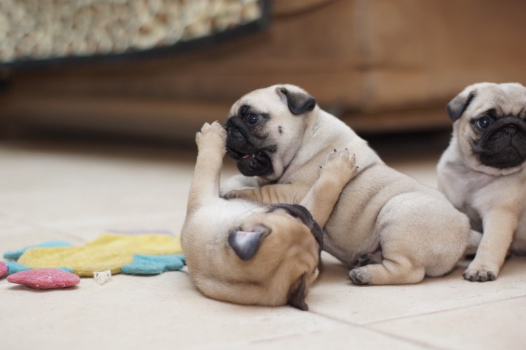 Family Raised lovely Pug Puppies