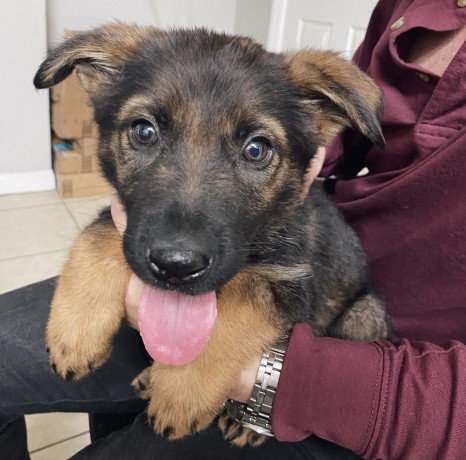 German Shepherd Puppies available now