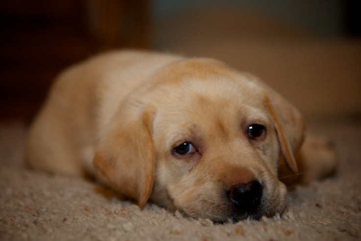 Lucky Golden Retriever Puppies