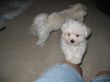 Beautiful Toy Poodle Puppies