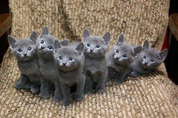 Blue Russian kittens for sale