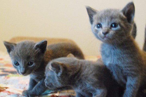 Blue Russian kittens for sale