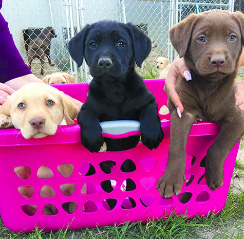 Fox Red Labrador Puppies