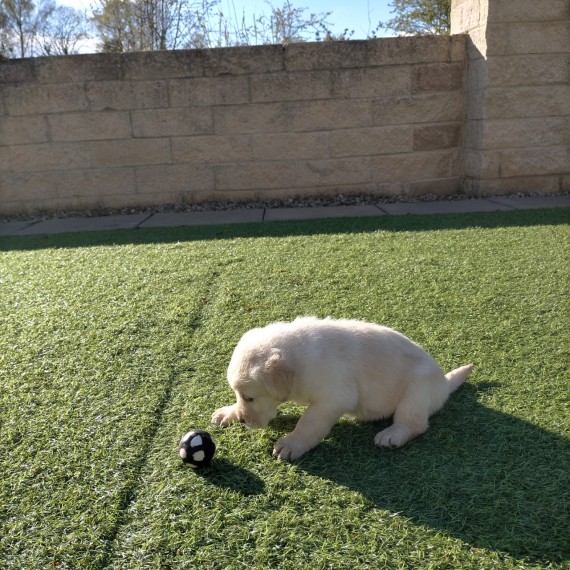 Labrador Retriever puppies 