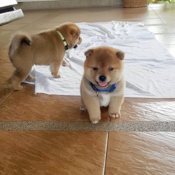  Shiba Inu puppies 