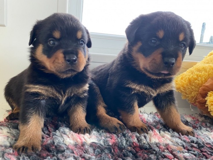 Rottweiler puppies