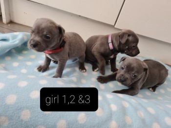 Staffordshire Bull Terrier  puppies 