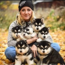 Siberian Husky puppies 