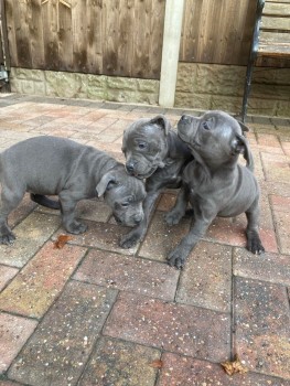 Staffordshire bull terrier puppies