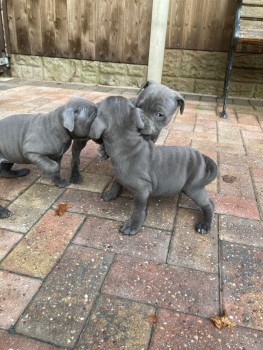 Staffordshire bull terrier puppies