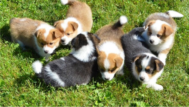 Welsh Corgi Pembroke  puppies 