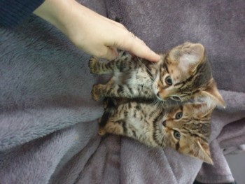 Bengal Kittens