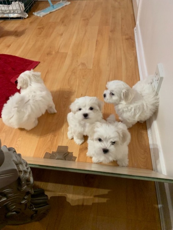 Gorgeous T-Cup Maltese puppies