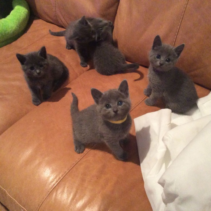 PURE Russian blue kitten for sale