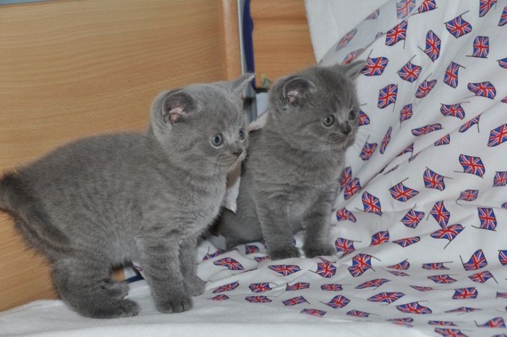 British blues bsh pure bred kittens 