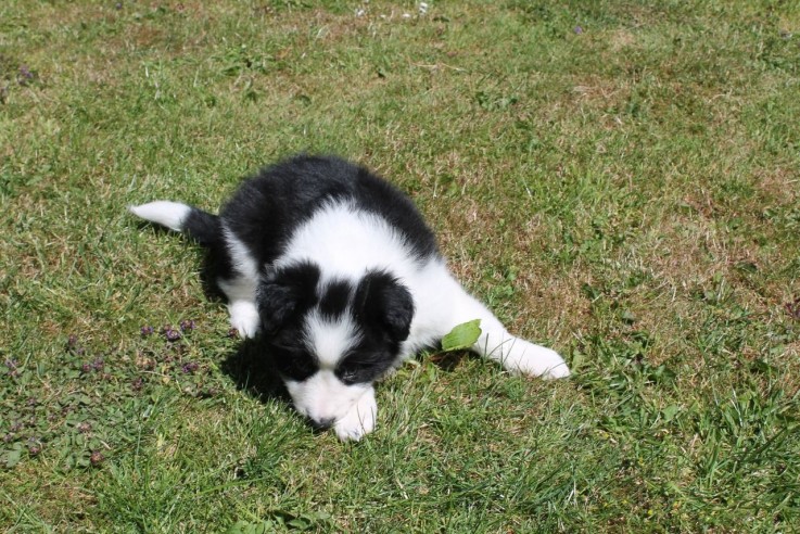 Border Collie puppies for sale 