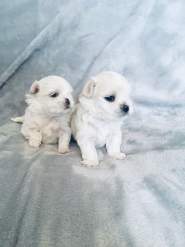 Maltese  puppies for sale 