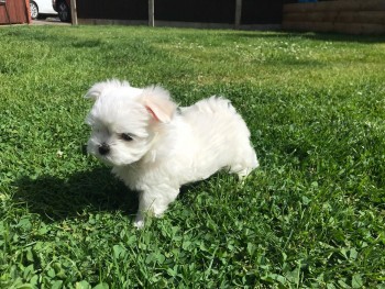 Maltese  puppies for sale 