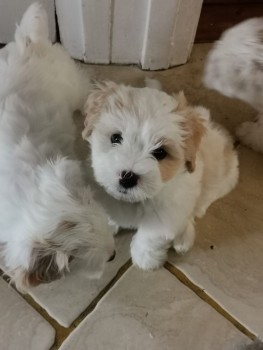 Maltese  puppies for sale 