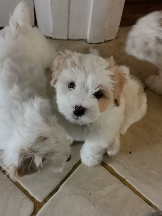 Maltese  puppies for sale 