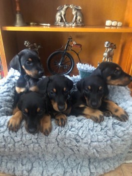 Dobermann puppies for sale 